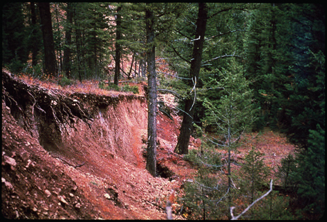 Forested area with offset ground level.